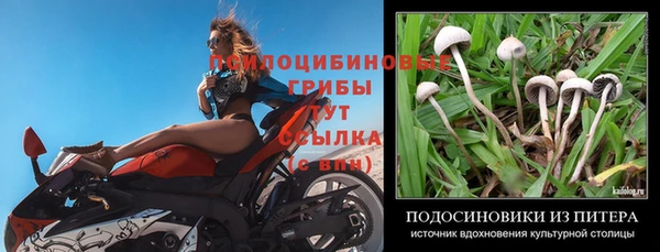 ГАЛЛЮЦИНОГЕННЫЕ ГРИБЫ Заволжск
